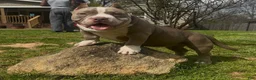 American Bully dogs for sale: Armani  - Ad 3
