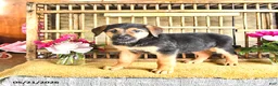 Golden Shepherd dogs for sale: Rascal - Ad 8