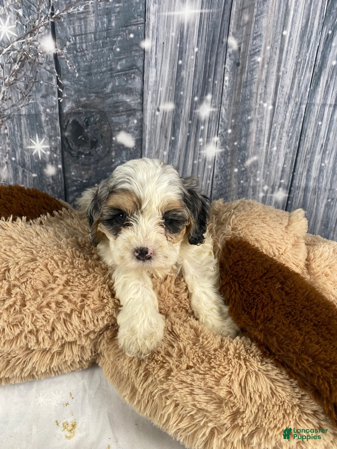 Cavapoo dogs for sale: Julie - Ad 7