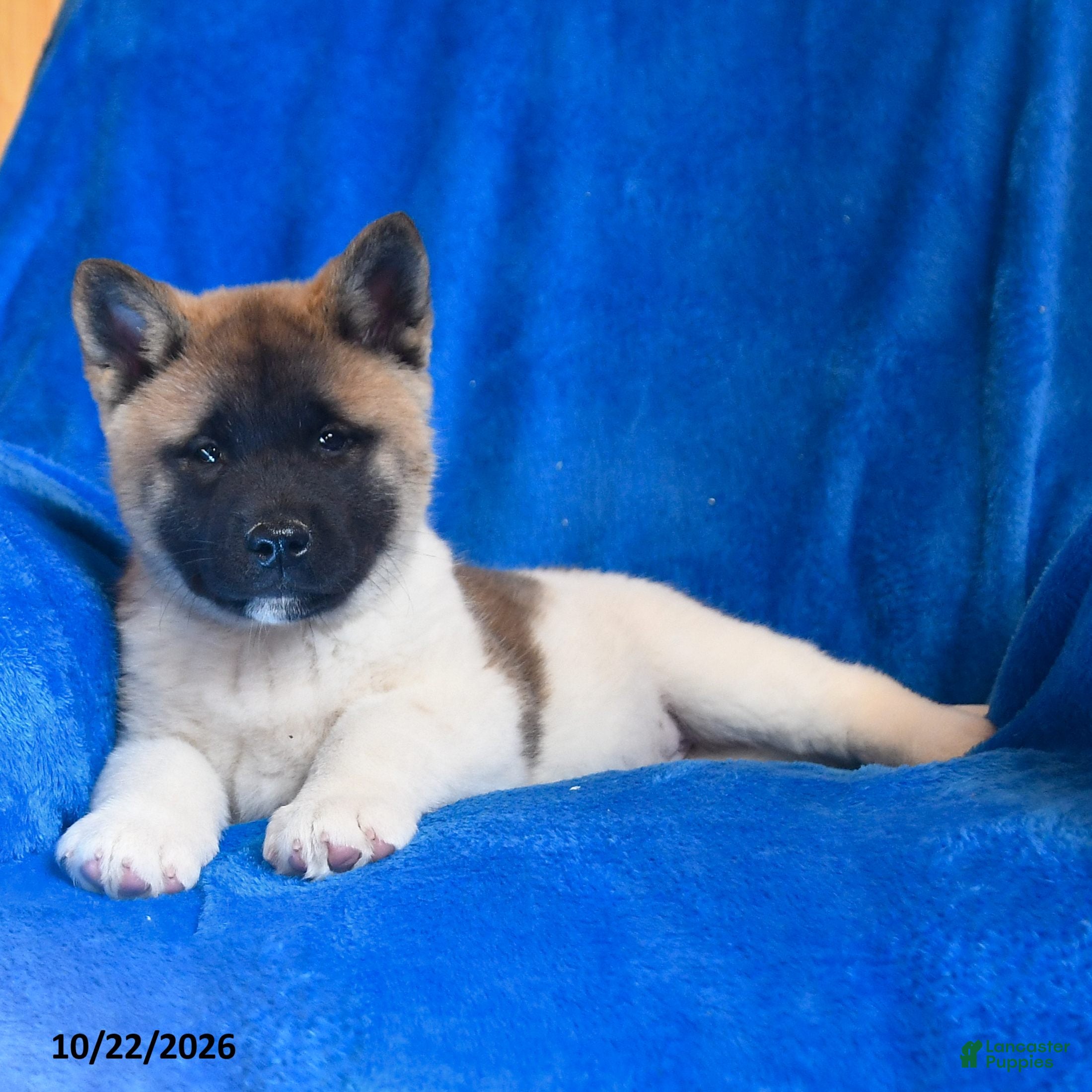 Akita dogs for sale: Lilly - Ad 2