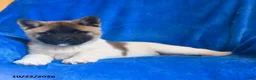Akita dogs for sale: Lilly - Ad 2