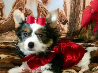 Biewer Terrier dogs Akc Xtreme Topper - Ad 15