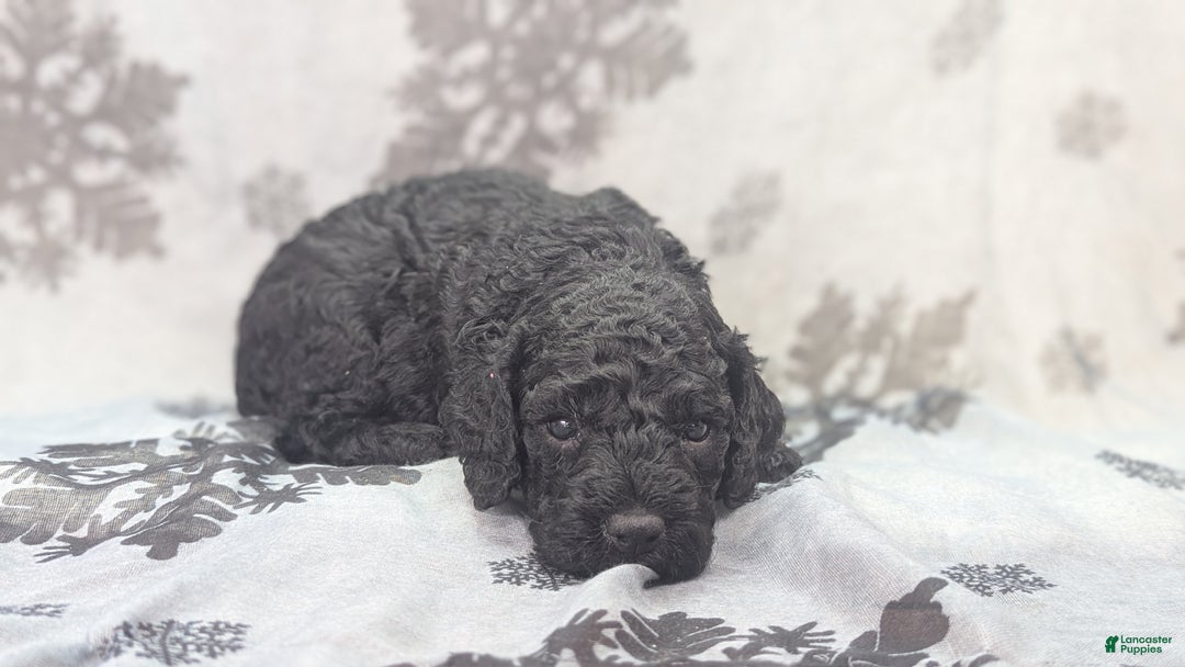 Cockapoo dogs for sale: Foggy - Ad 30