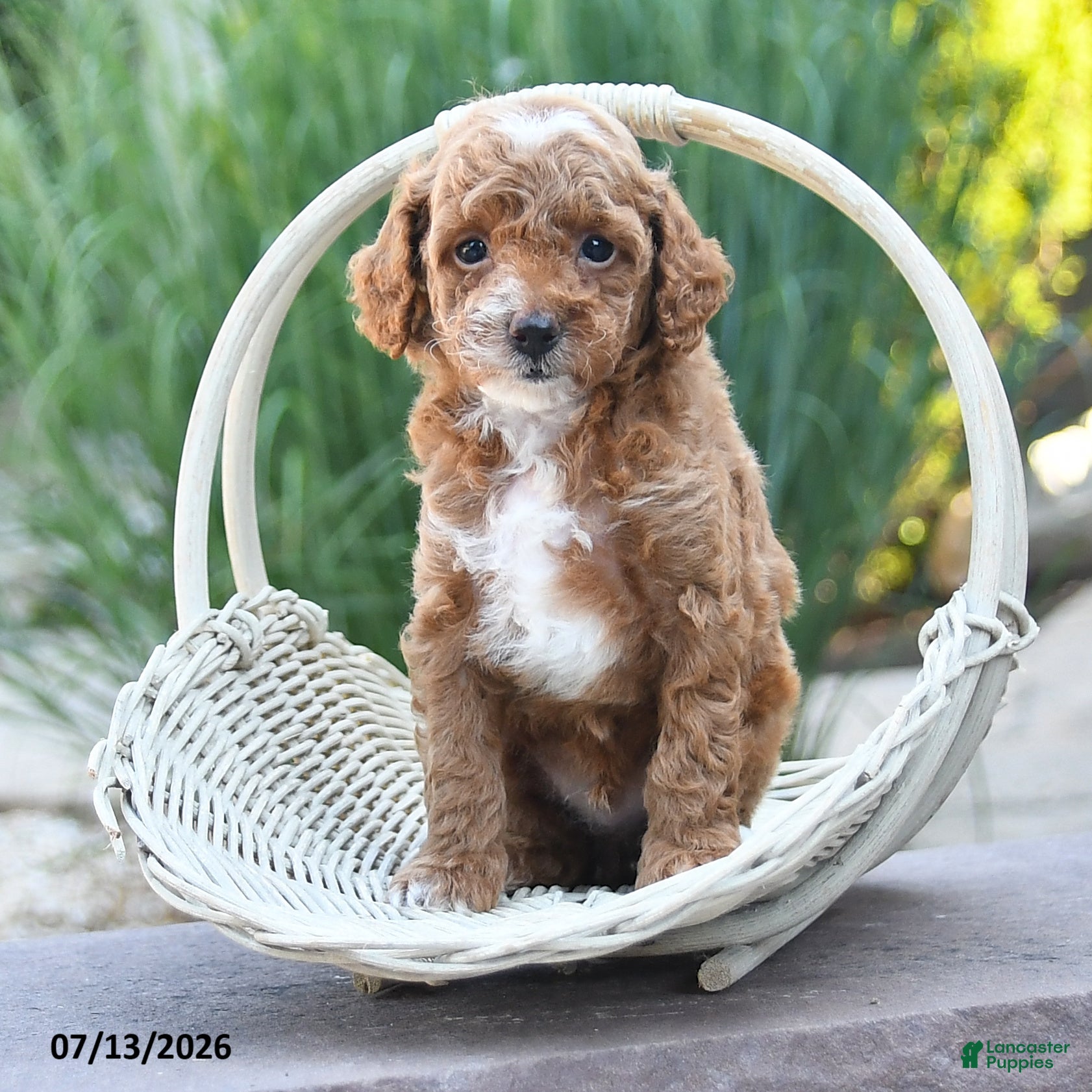 Miniature Poodle dogs Tiny Happy - Ad 2