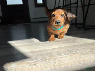 Miniature Dachshund dogs for sale: Russet - Ad 1