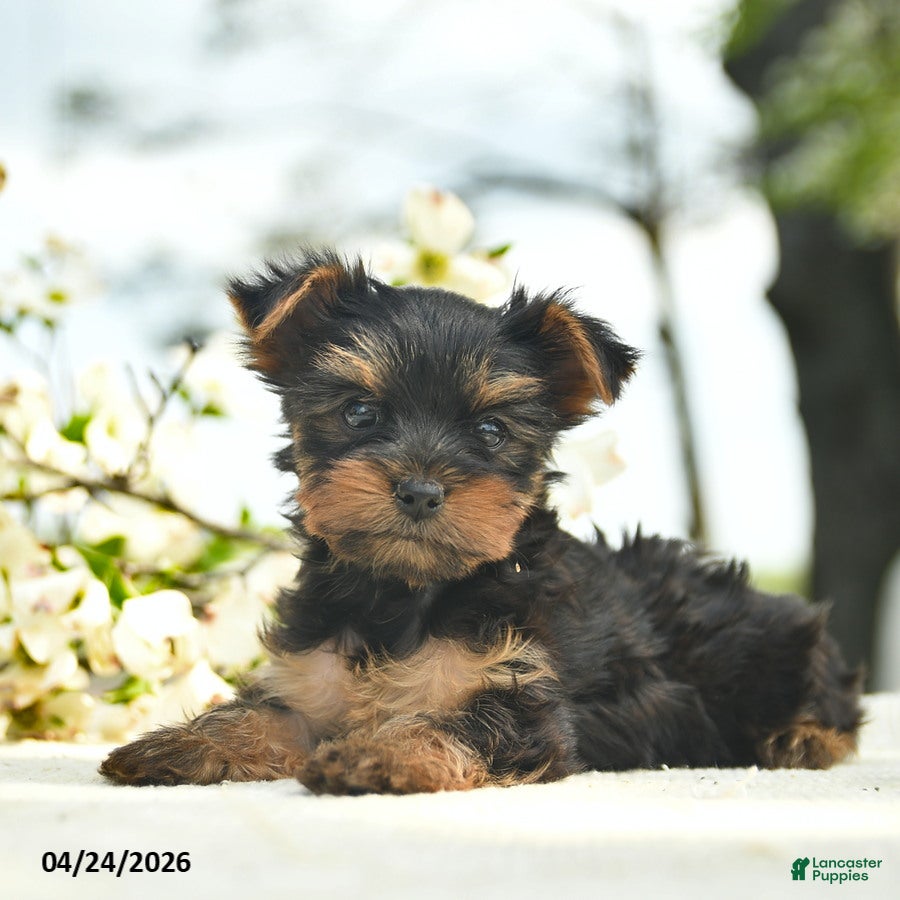 Yorkshire Terrier dogs Maple   - Ad 2
