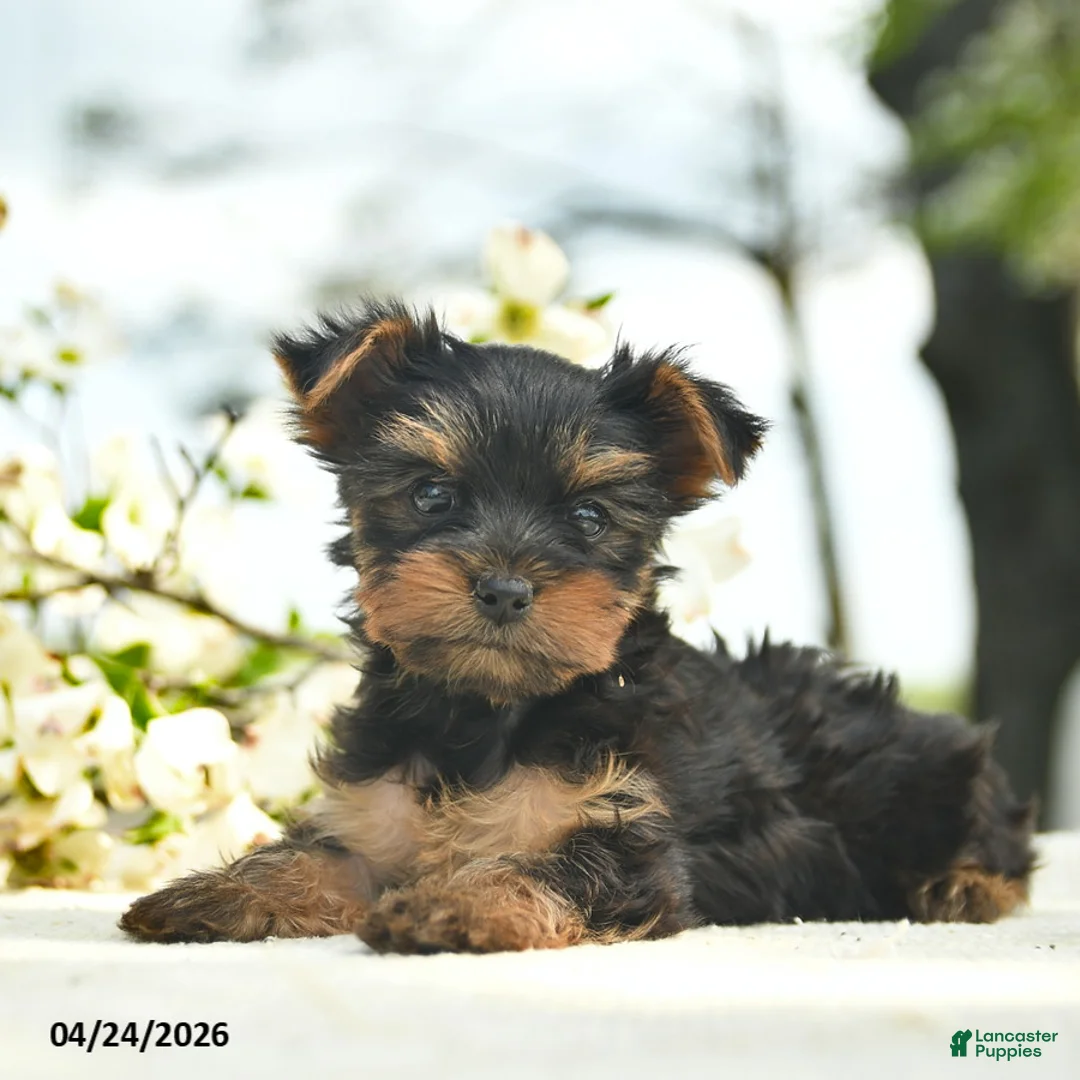 Yorkshire Terrier dogs for sale: Maple   - Ad 2