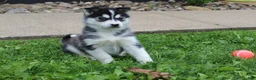 Siberian Husky dogs for sale: Suki - Ad 4
