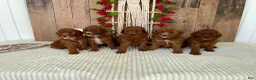 Mini Goldendoodle dogs for sale: Mr. Lotus - Ad 11