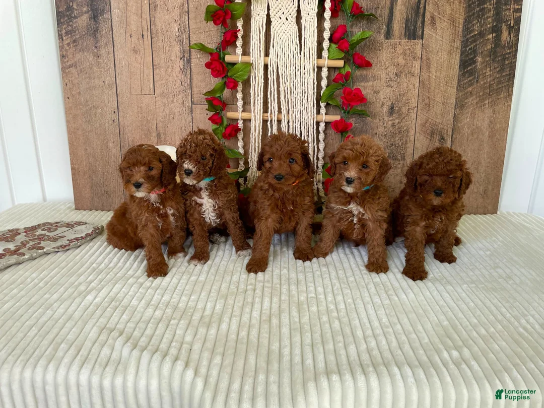 Mini Goldendoodle dogs for sale: Mr. Lotus - Ad 11