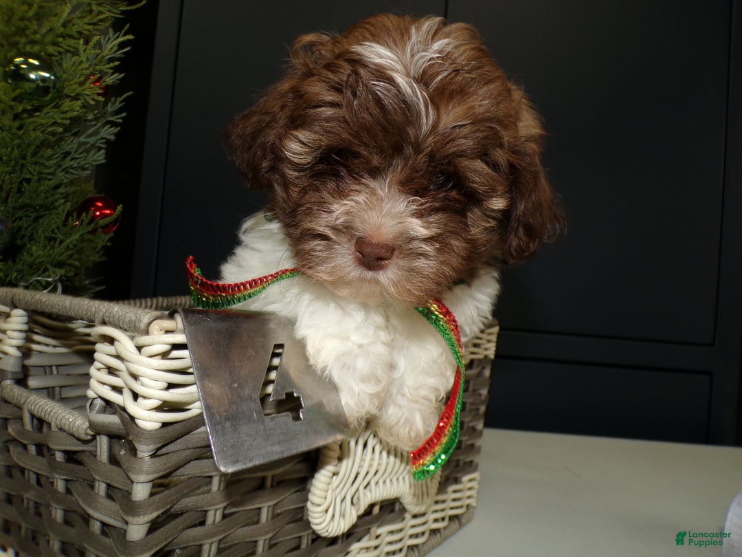 Havanese dogs for sale: Havanese Puppy 4 Bailey - Ad 2
