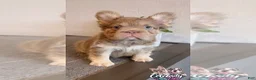 French Bulldog dogs for sale: FENDI - ISABELLA TAN BIG ROPE - CA-USA DELIVERY - Ad 6