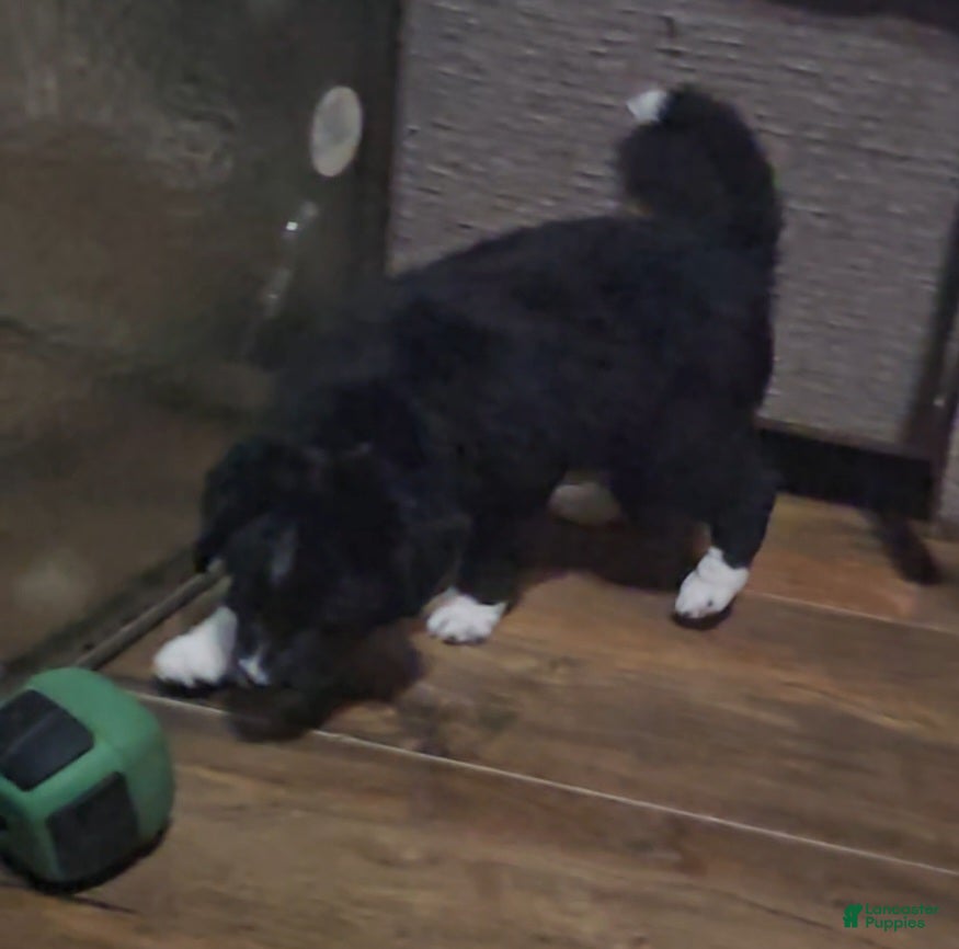 Mixed Breed dogs Eddie boy  - Ad 32