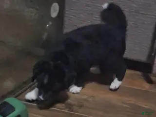 Mixed Breed dogs Eddie boy - Ad 34