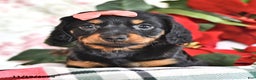 Miniature Dachshund dogs for sale: Marcy - Ad 4