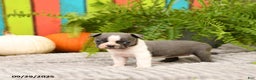 Boston Terrier dogs for sale: Kylie - Ad 14