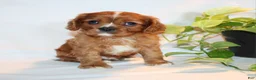 Cavalier King Charles Spaniel dogs for sale: Ricky  - Ad 3