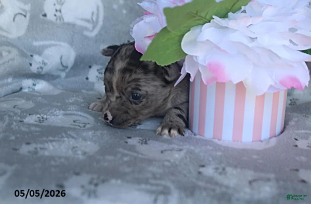 Mixed Breed dogs for sale: Luanne - Ad 2
