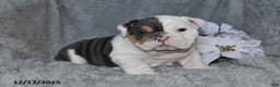 English Bulldog dogs for sale: Stanton - Ad 5