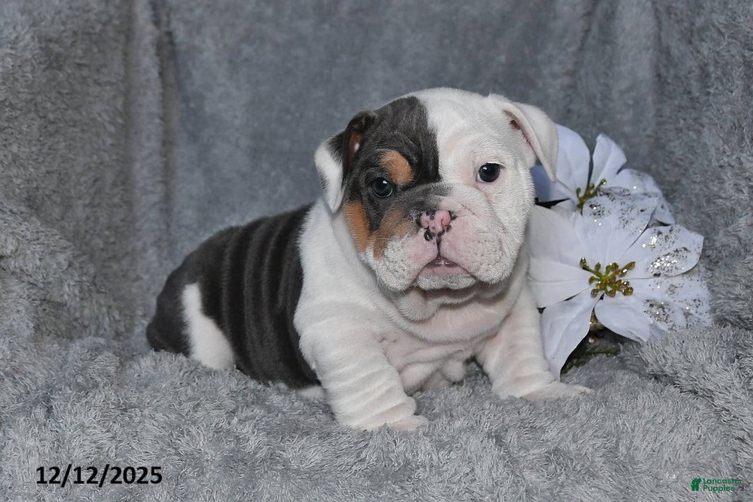 English Bulldog dogs for sale: Stanton - Ad 5