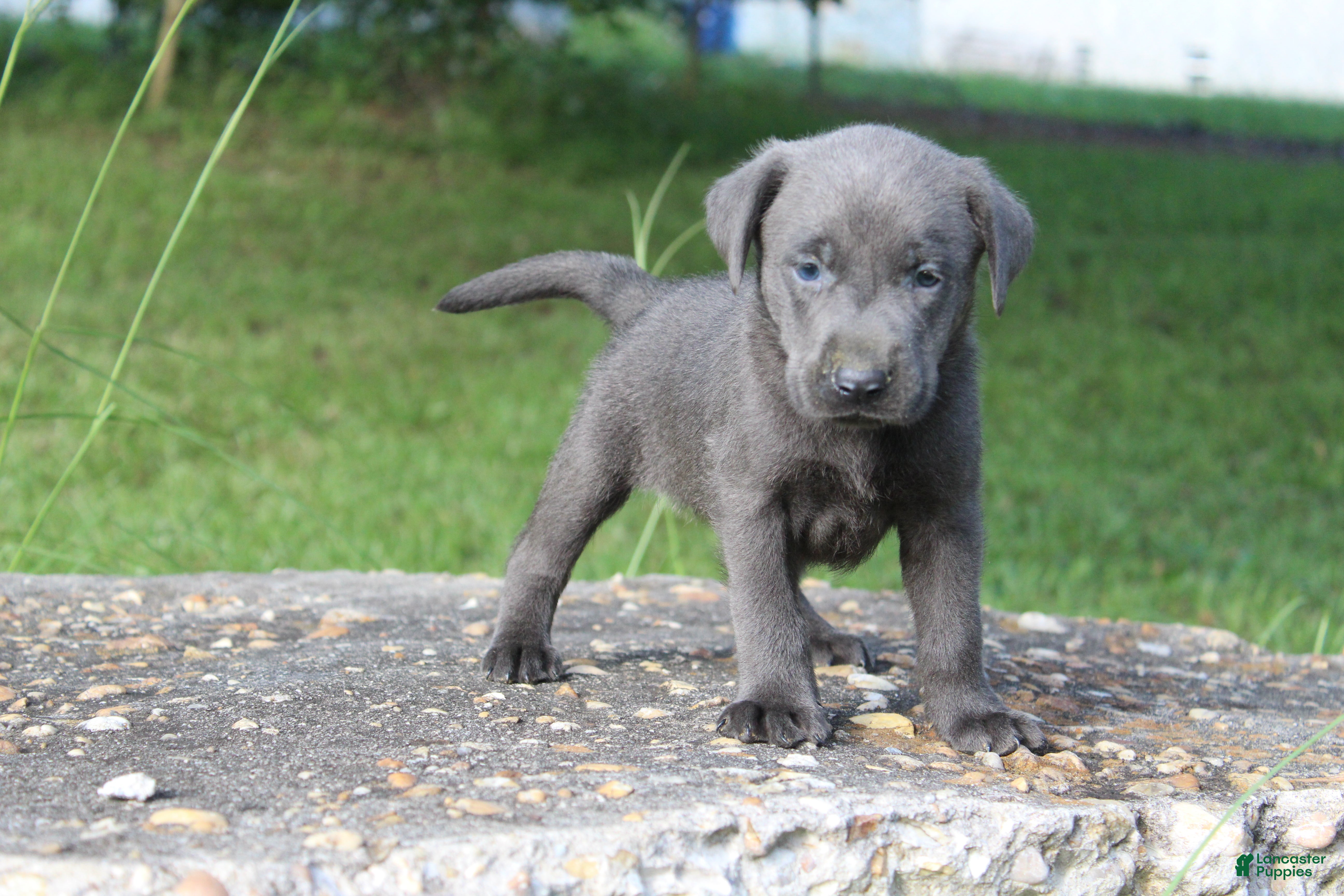 Labrador Retriever dogs Archie - Ad 1
