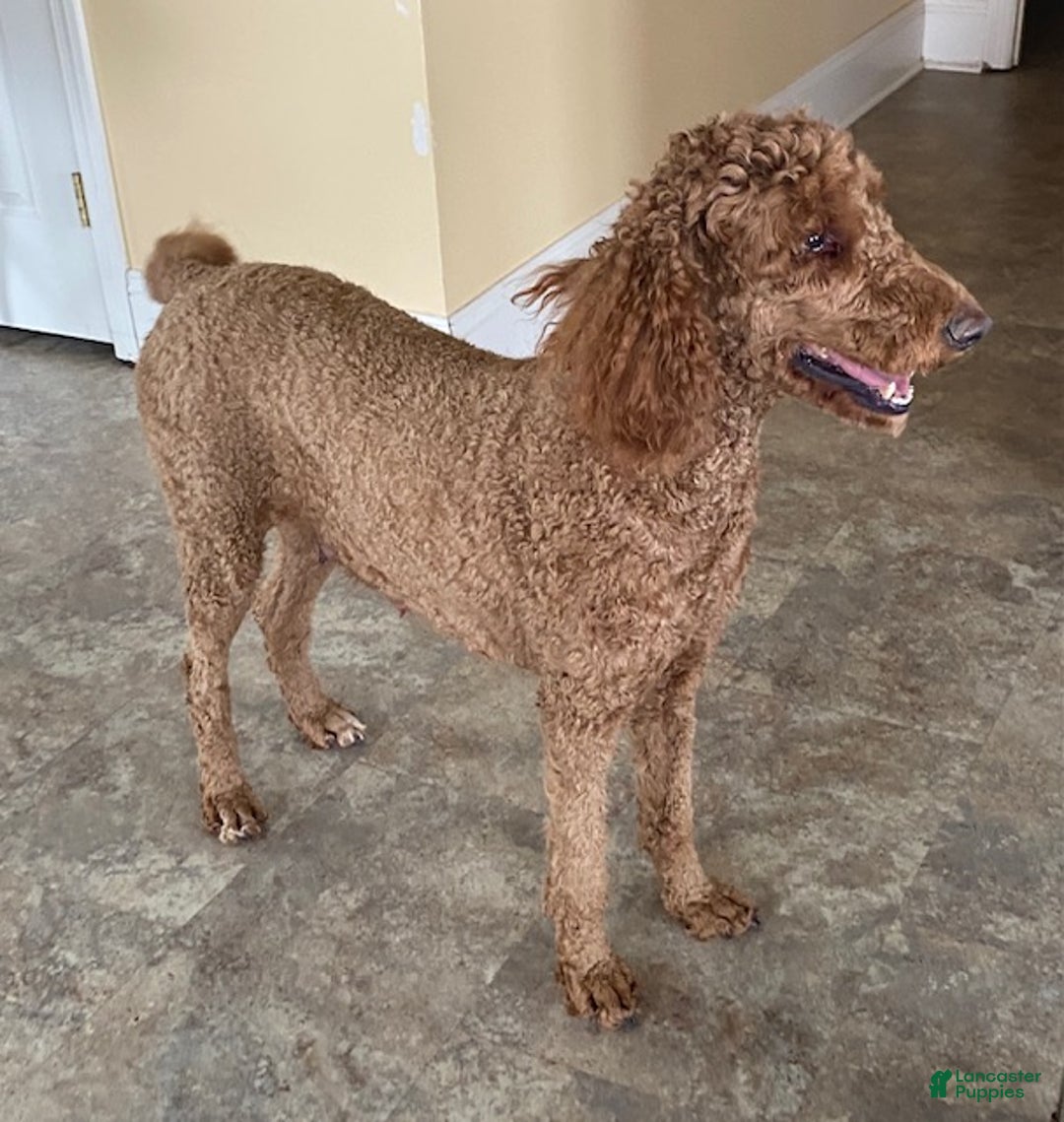 Standard Poodle dogs for sale: Jack - Ad 8