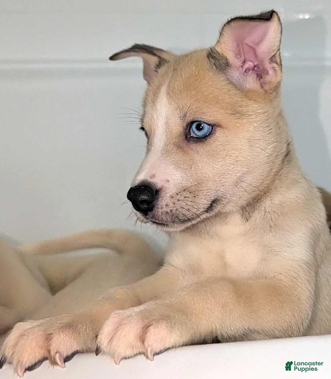 Pitsky dogs for sale: Celia - Ad 2