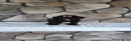 Shihpoo dogs for sale: Shelly - Ad 8