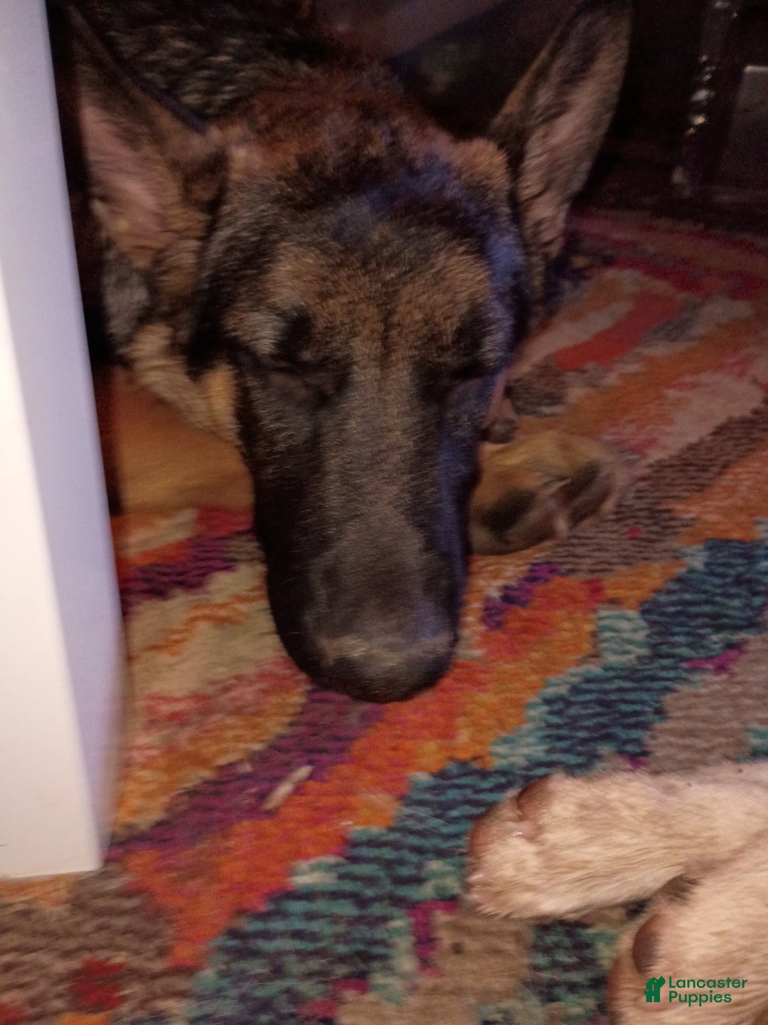 German Shepherd dogs for sale: German Shepherd Puppy 1 - Ad 3