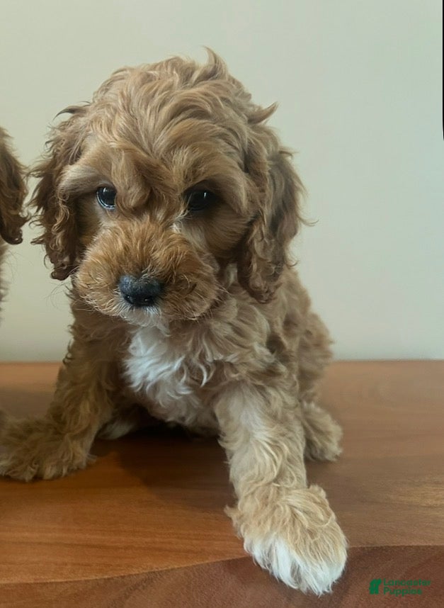 Cockapoo dogs Buddy love - Ad 1