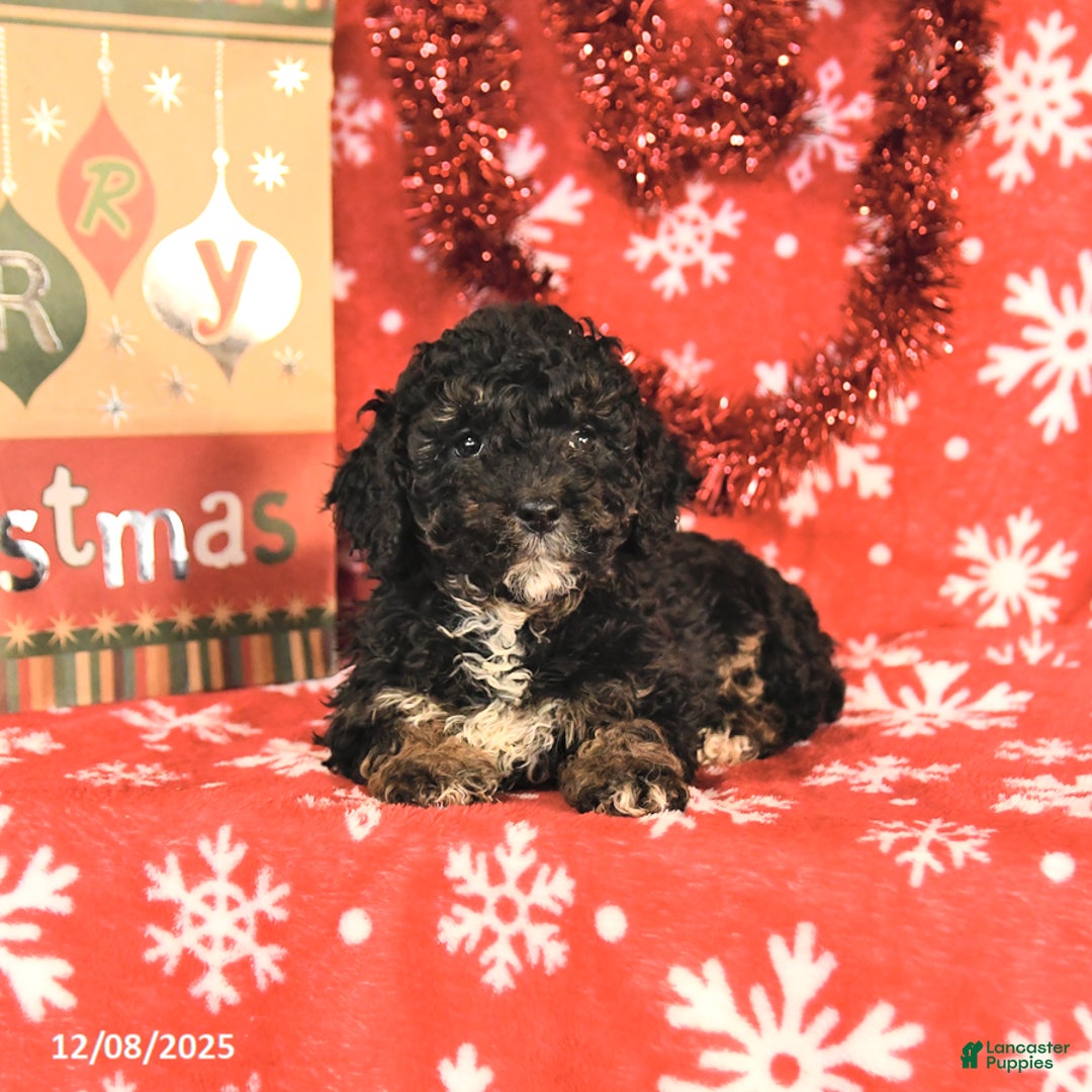 Miniature Poodle dogs for sale: Cleo - Ad 4