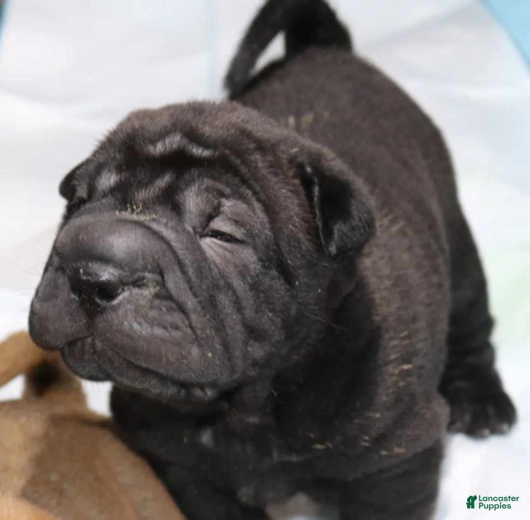 Shar Pei dogs for sale: Princess - Ad 3