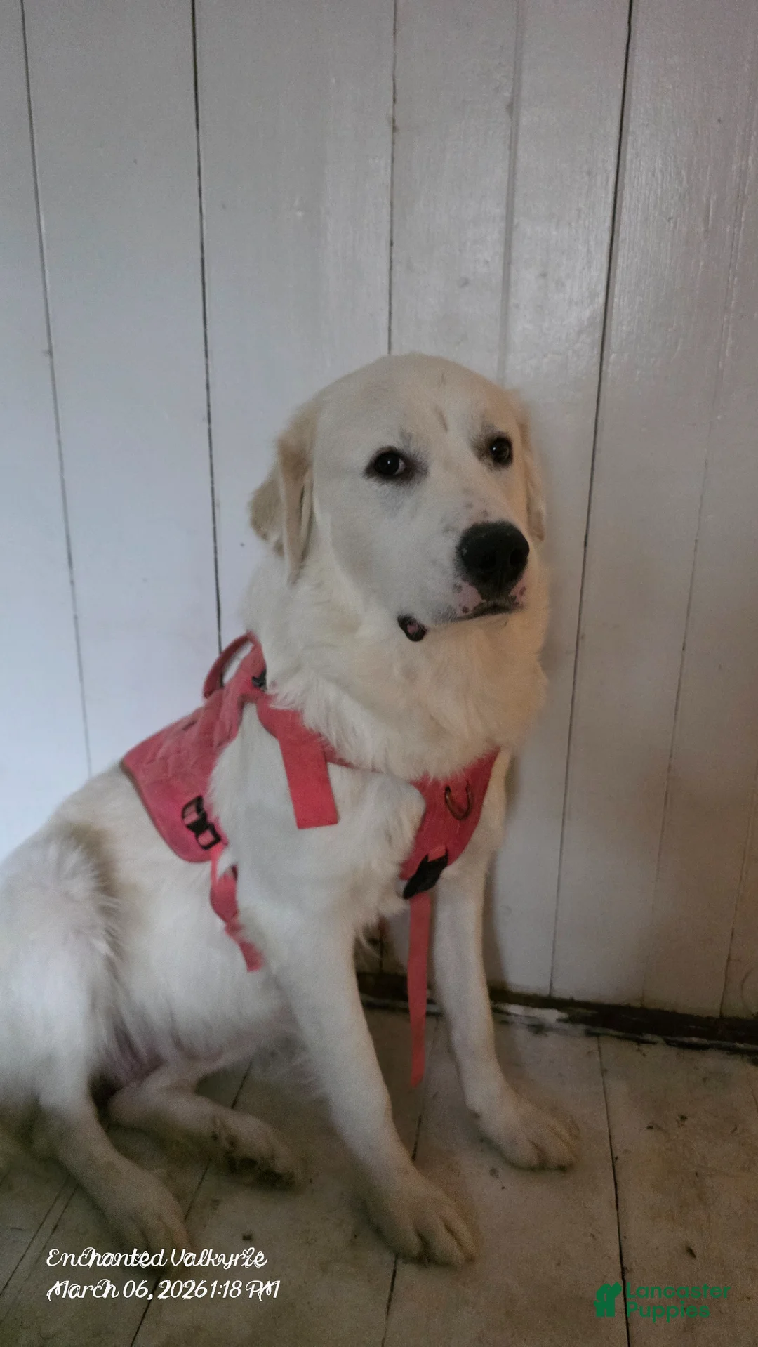 Mixed Breed dogs for sale: ARCADIA - Ad 2