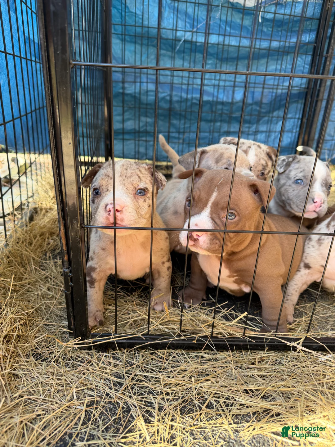 American Bully dogs for sale: American Bully 5 - Ad 1