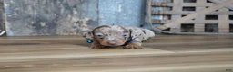 Miniature Dachshund dogs for sale: Whitt - Ad 1