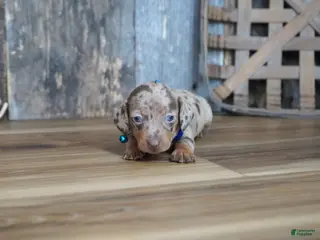 Miniature Dachshund dogs Whitt - Ad 31