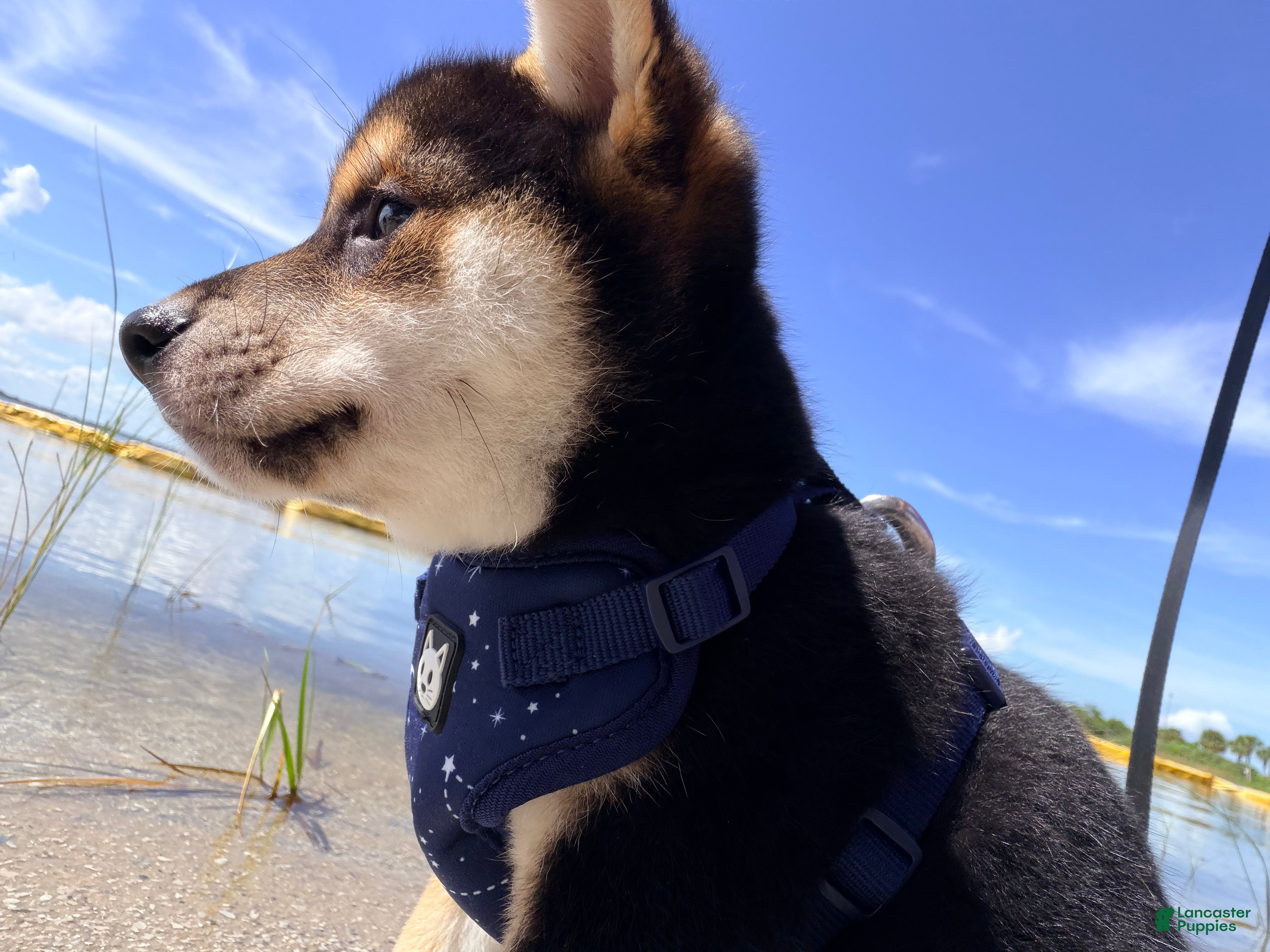 Shiba Inu dogs Shiba Inu 4 - Ad 1