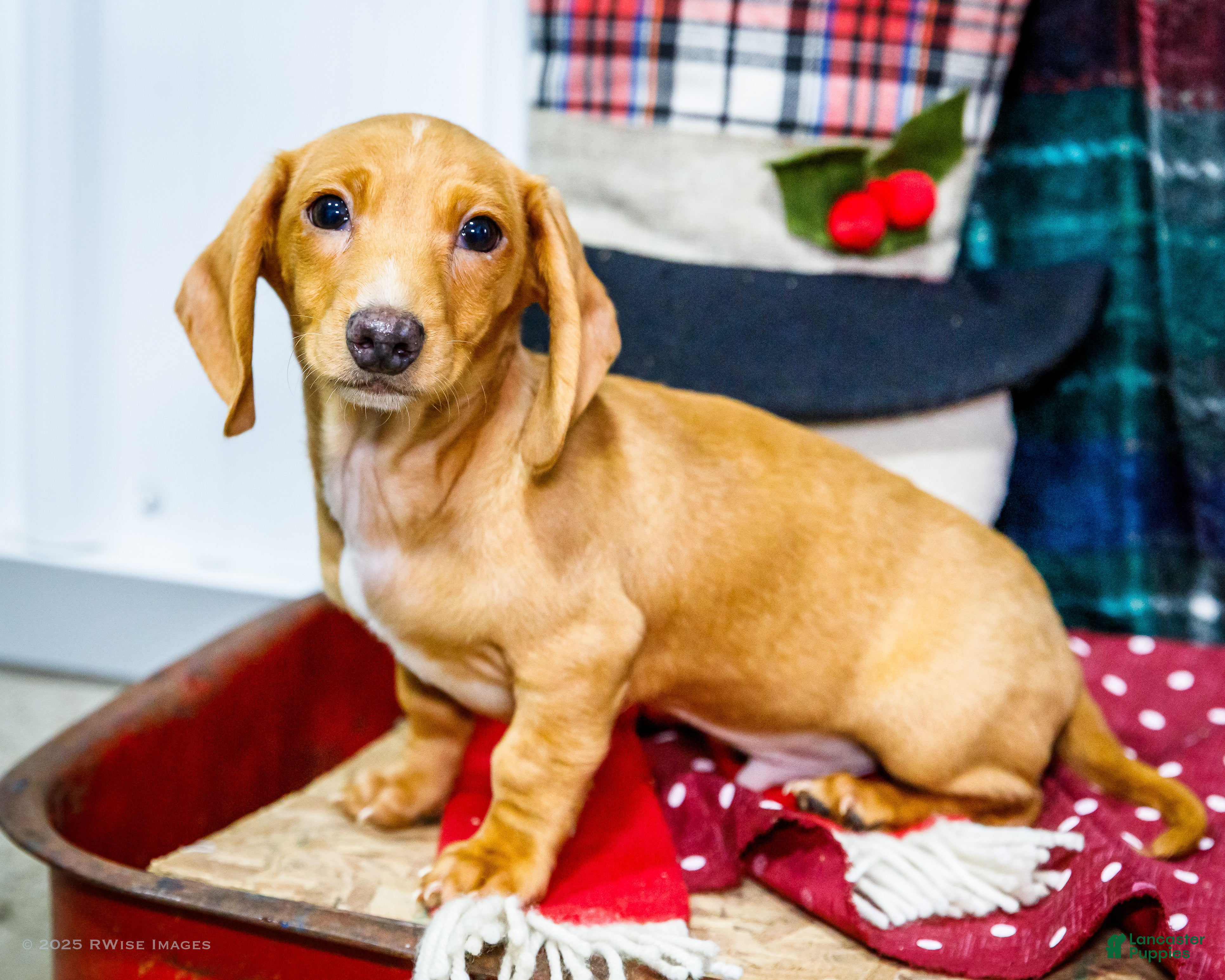 Miniature Dachshund dogs Xander - Ad 2