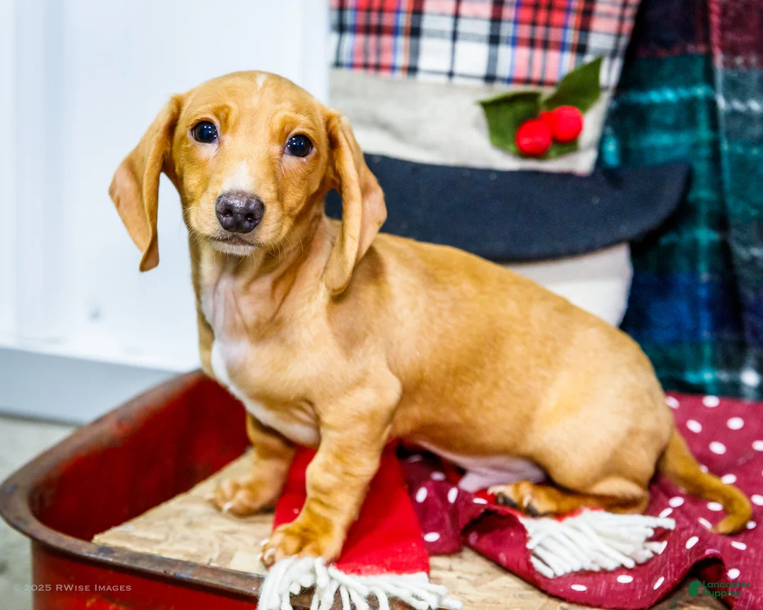 Miniature Dachshund dogs for sale: Xander - Ad 2