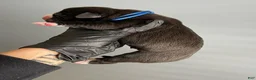 Cane Corso dogs for sale: Sentinel Soul’s Black Balmain *Black North American Mastiff* - Ad 2