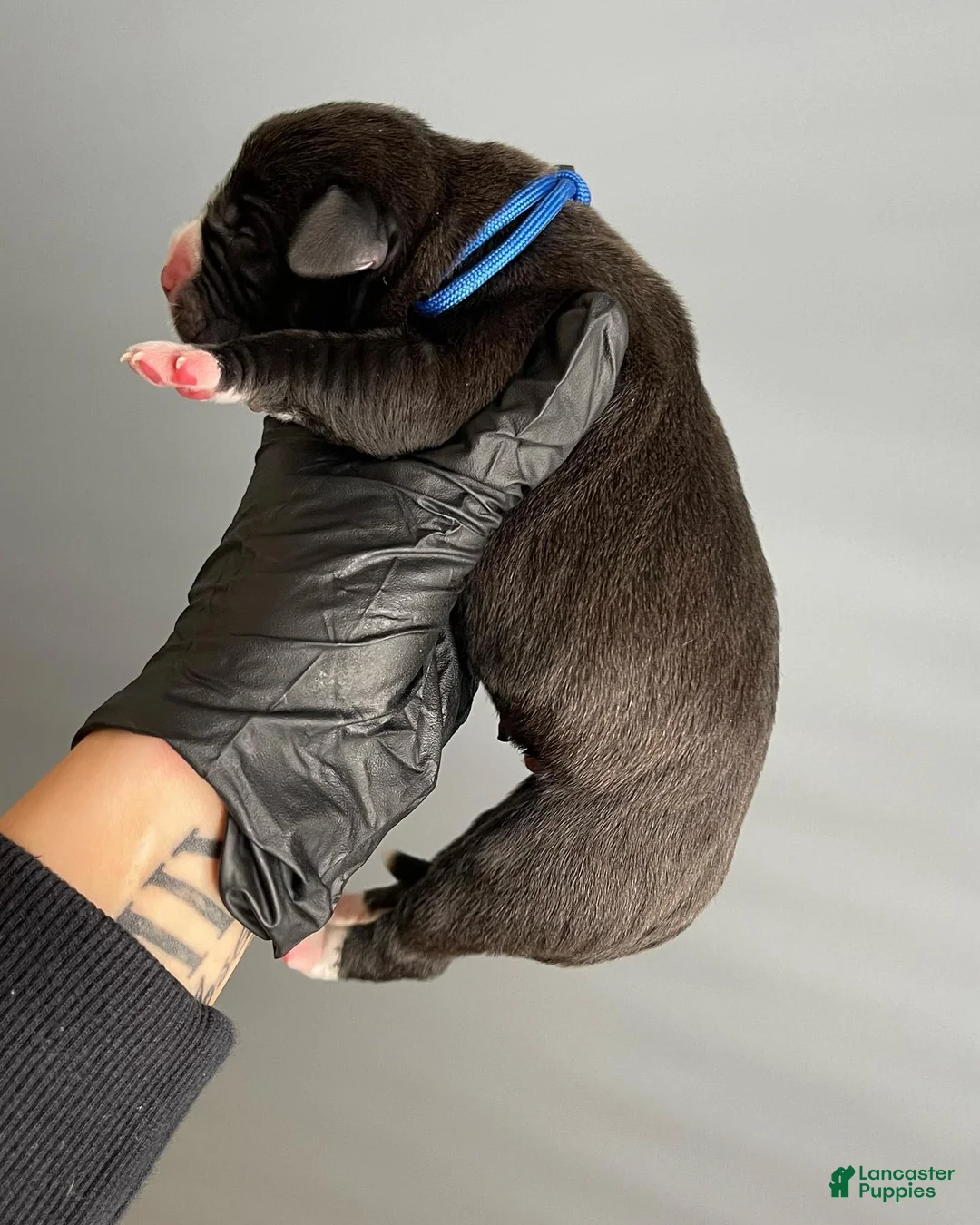 Cane Corso dogs for sale: Sentinel Soul’s Black Balmain *Black North American Mastiff* - Ad 2