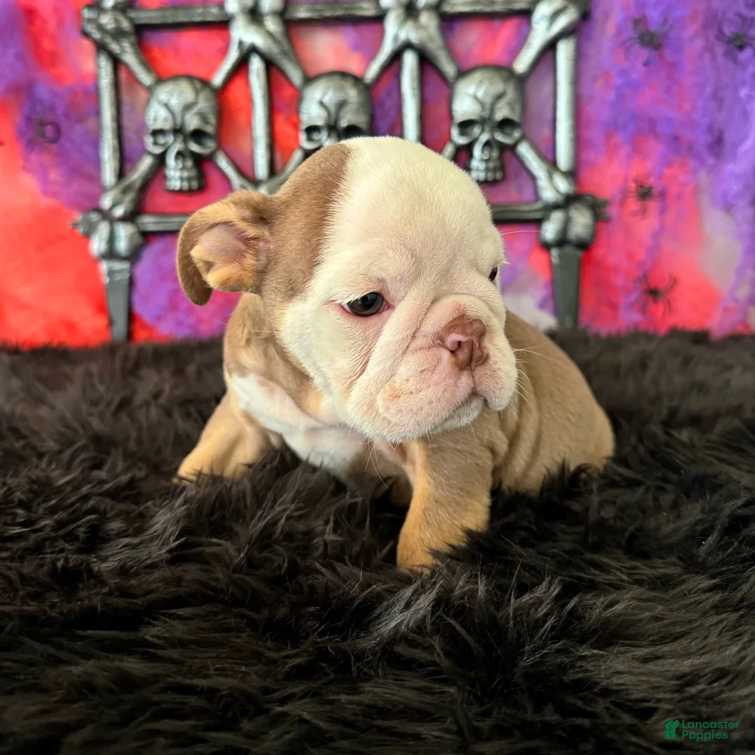 English Bulldog dogs for sale: Bonno - Ad 6