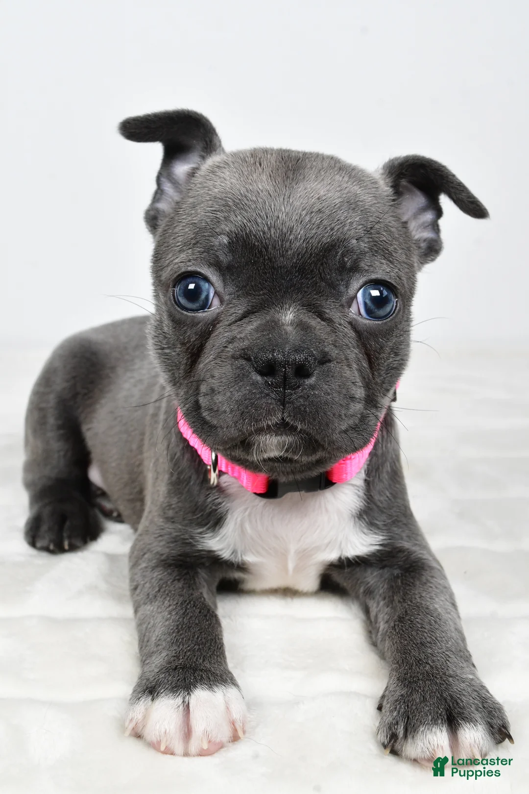 Mixed Breed dogs for sale: Lucy - Ad 4