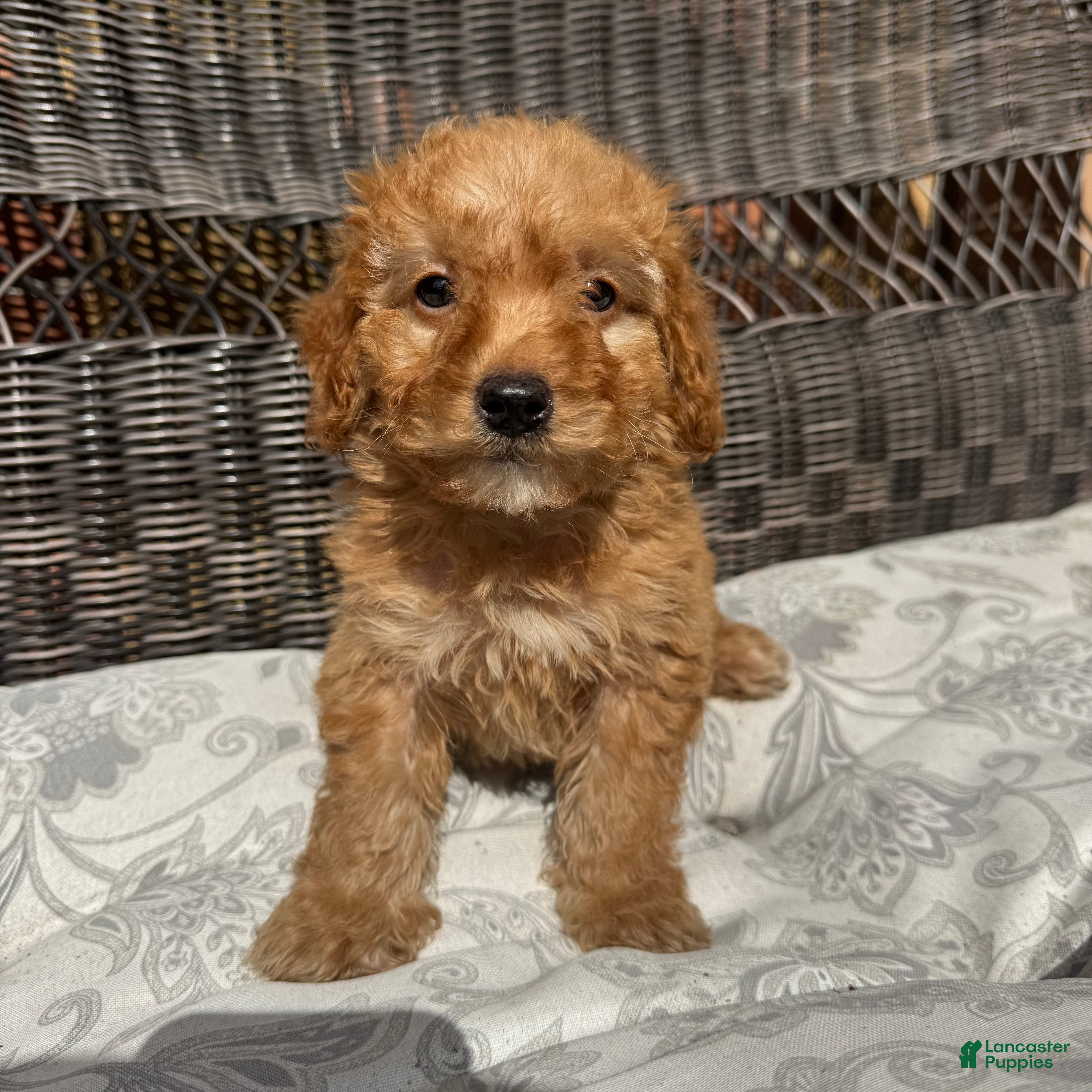 Miniature Poodle dogs 1 Chucky - Ad 1