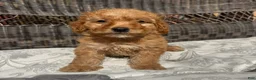 Miniature Poodle dogs for sale: 1 Chucky - Ad 1