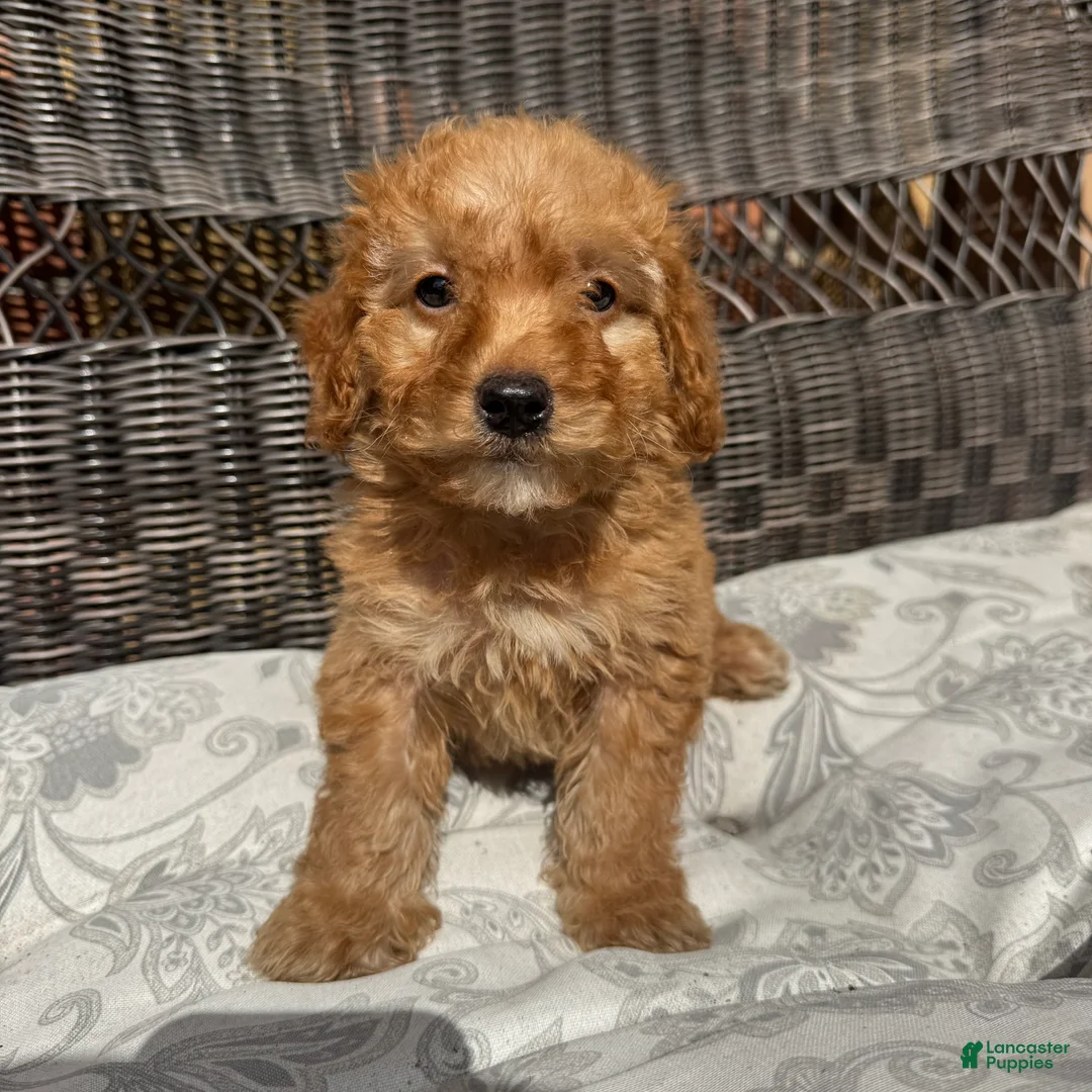 Miniature Poodle dogs for sale: 1 Chucky - Ad 1