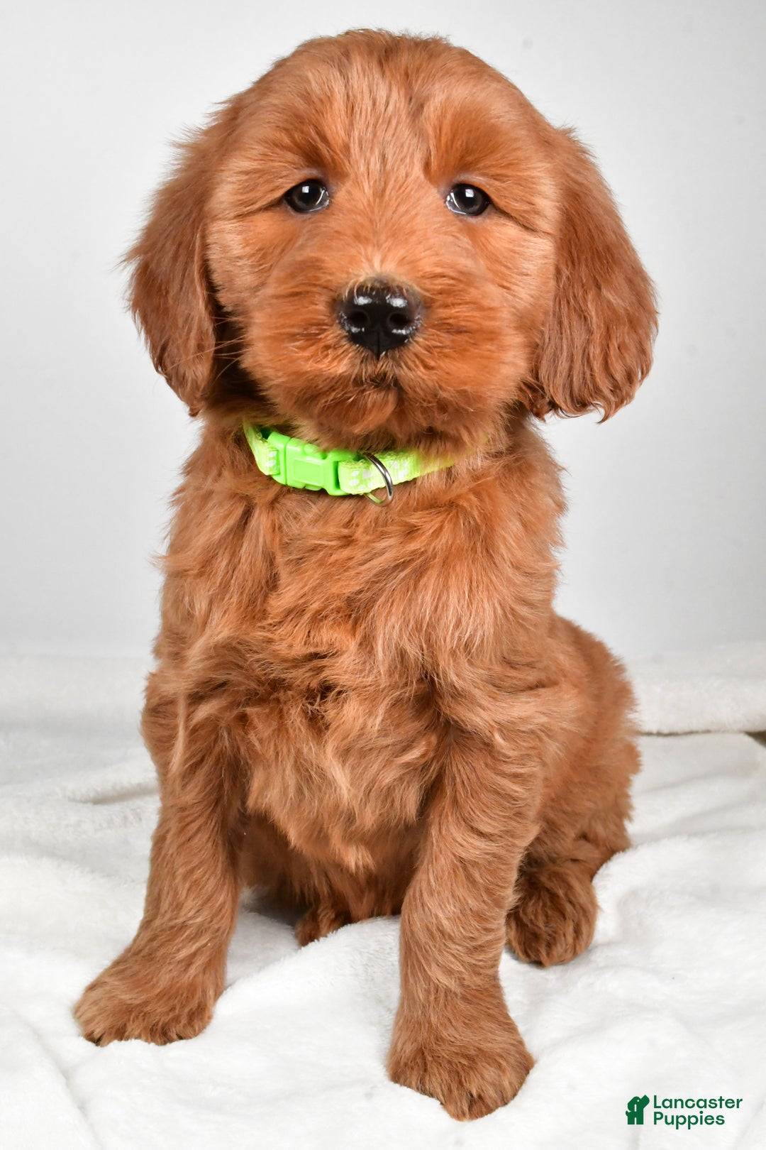 Goldendoodle dogs for sale: Penny-medium size  - Ad 5