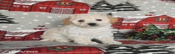Maltipoo dogs for sale: Blue - Ad 3