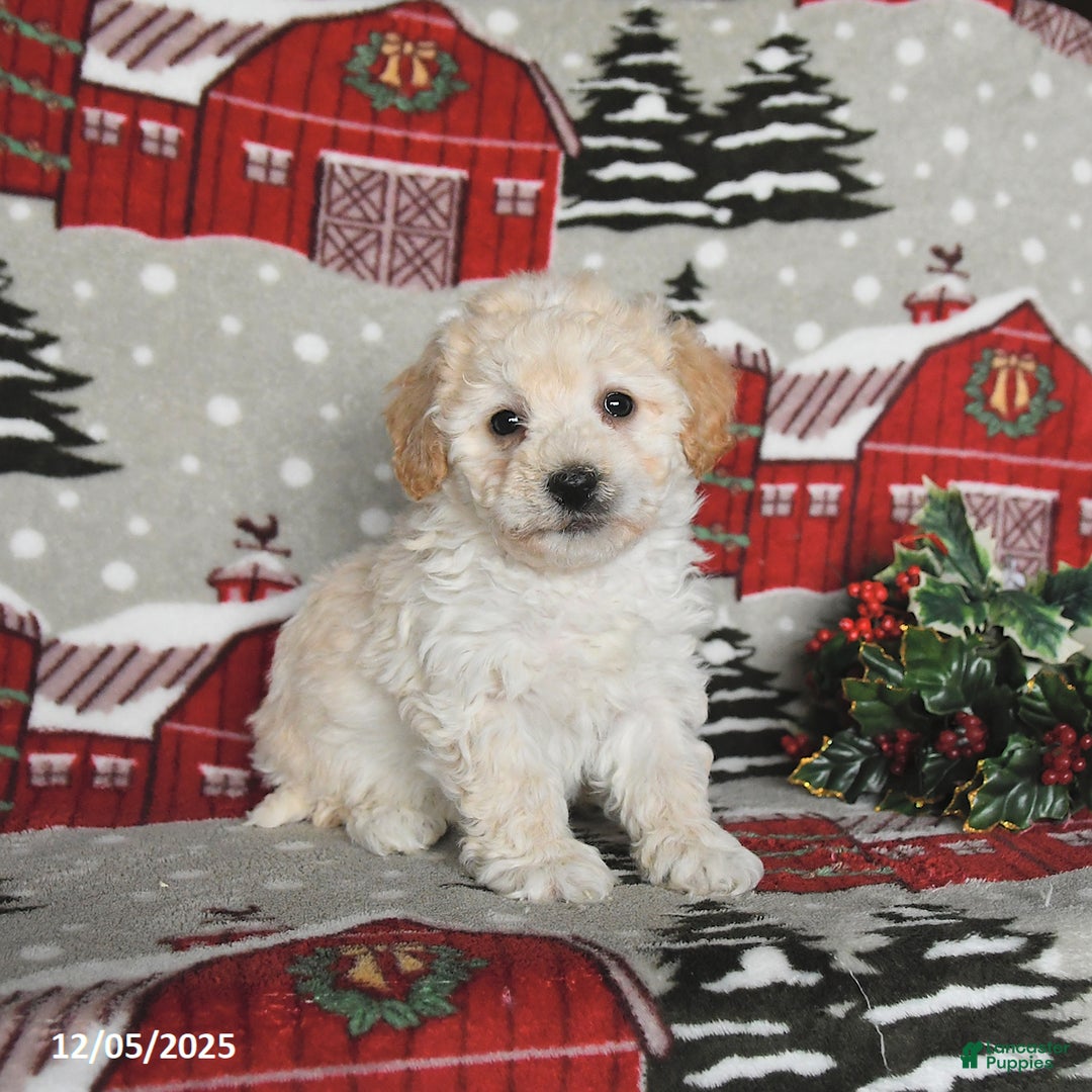 Maltipoo dogs for sale: Blue - Ad 3