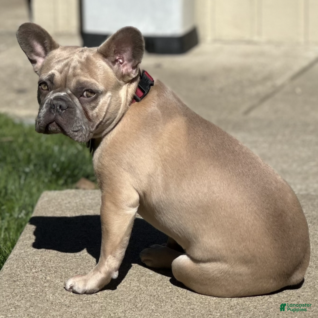 French Bulldog dogs for sale: Walter - Ad 10